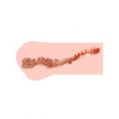 Мастурбатор-вагина Monica без вибрации - KOKOS - в Бердске купить с доставкой